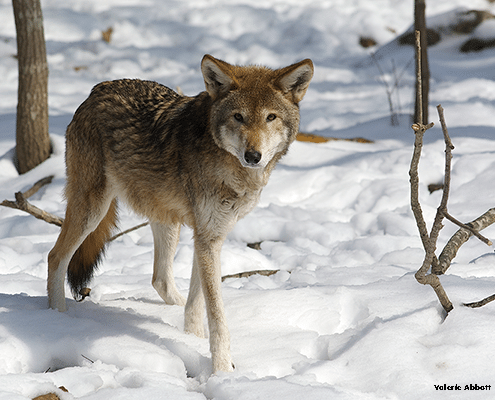Wolf FAQs - Red Wolf image