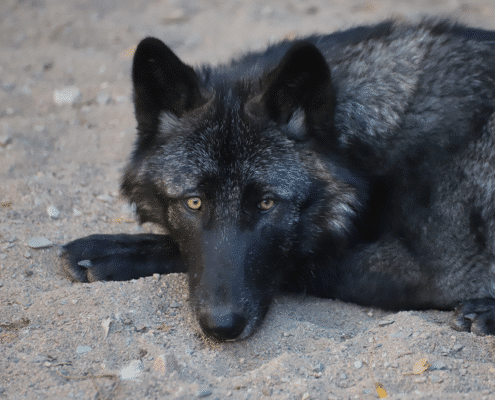 Cedar, a black ambassador wolf at the International Wolf Center