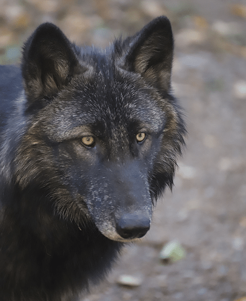 WCS_10-11-25_RW-ep-headshot_portrait2 Rowan, a black ambassador wolf at the International Wolf Center