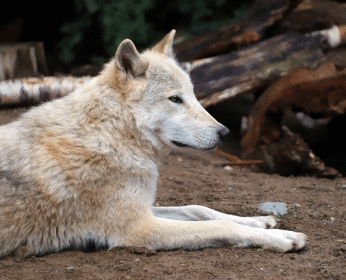 WCS_8-24-25_CZ rest_landscape Caz, an ambassador gray wolf at the International Wolf Center