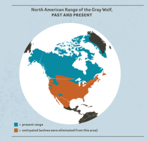 World map with areas in blue represent present range and red areas where wolves are extirpated. North American Range of the Gray Wolf, Past and Present