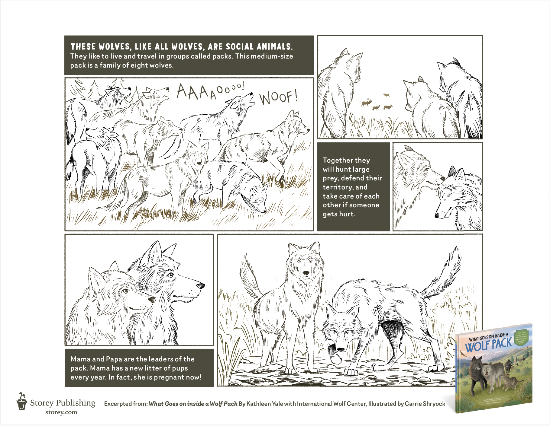 What goes on inside a wolf page The Coloring Den - What Goes on Inside a Wolf Pack Coloring Sheet