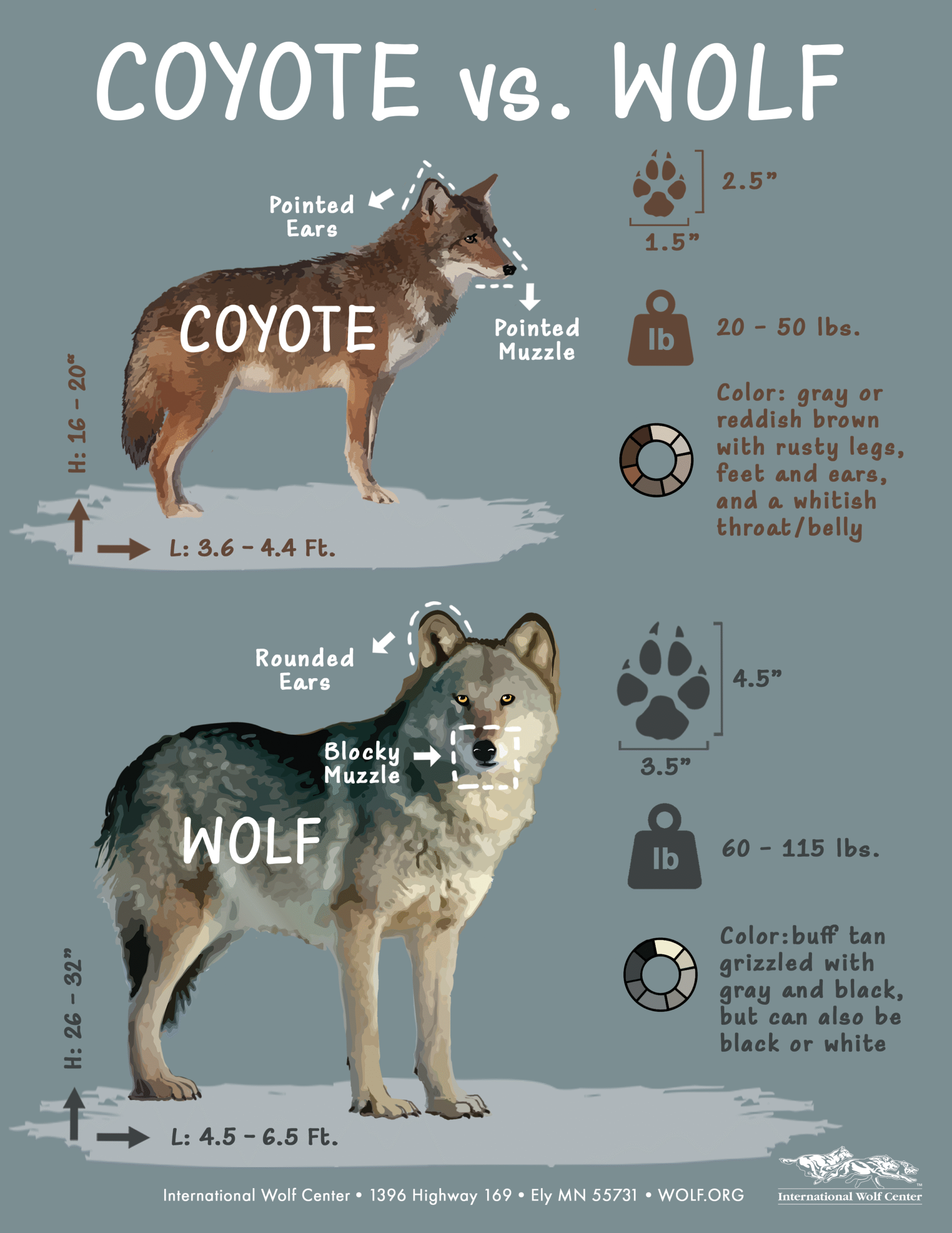 Coyote And Wolf Differences Coyote And Wolf Differences