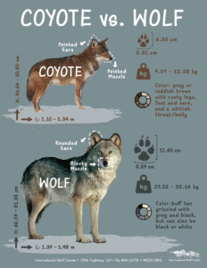 Was that a Wolf? Coyote Vs. Wolf, Metric version