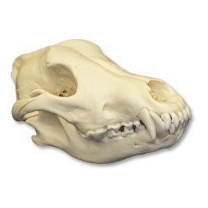 wolf skull