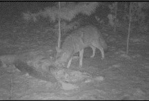Black and white trail camera image of a coyote