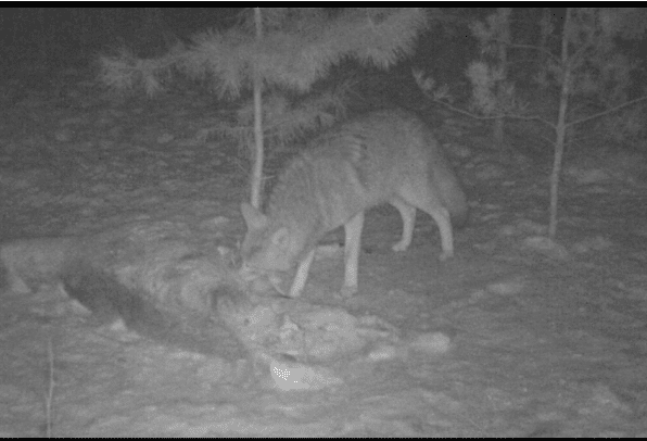 coyote_trailcamera Black and white trail camera image of a coyote