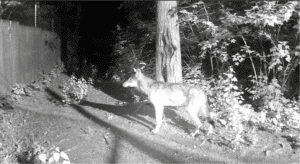 Was that a Wolf? Trail camera image of a wolf with its summer coat.