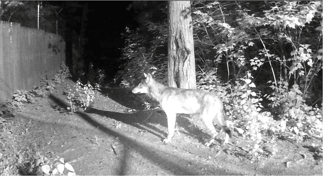 Was that a Wolf? Trail camera image of a wolf with its summer coat.