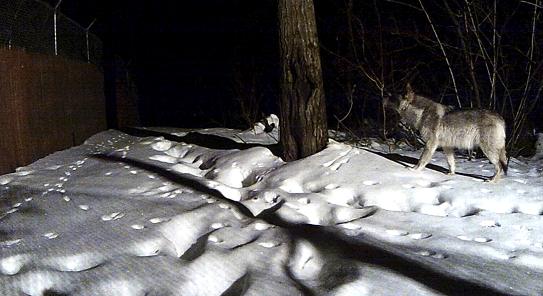 Was that a Wolf? Trail camera image of a wolf with its winter coat.