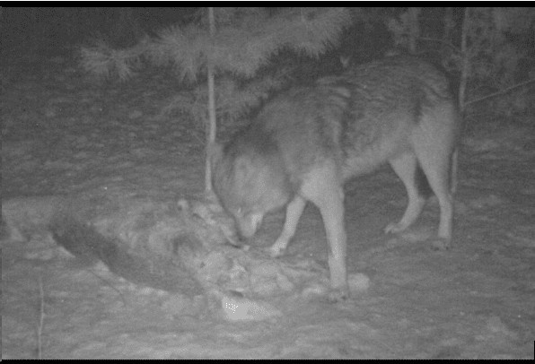 wolf_trailcam Black and white trail camera image of a Wolf