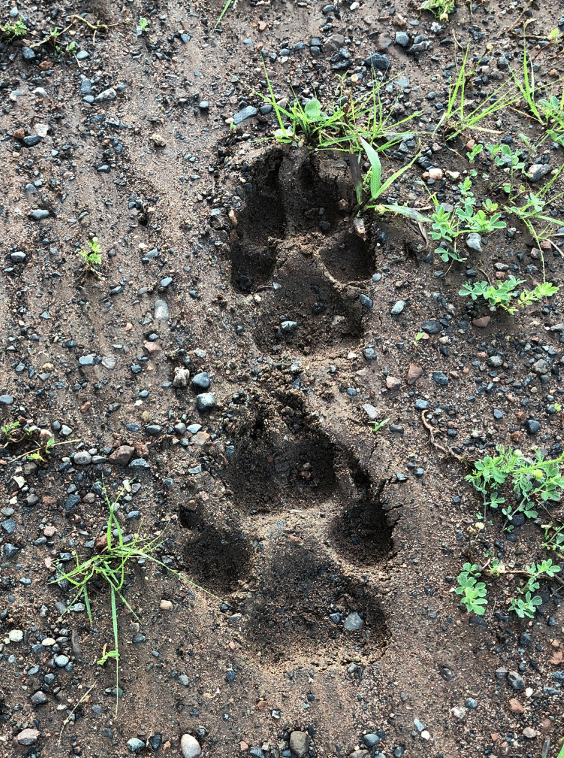 Was that a Wolf? Wolf tracks in mud. Was that a wolf? Wolf tracks in mud.