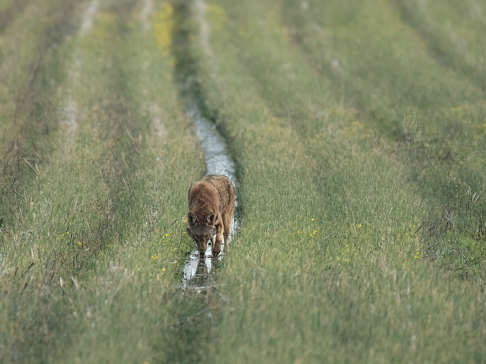 Female red wolf up drinking water from ditch