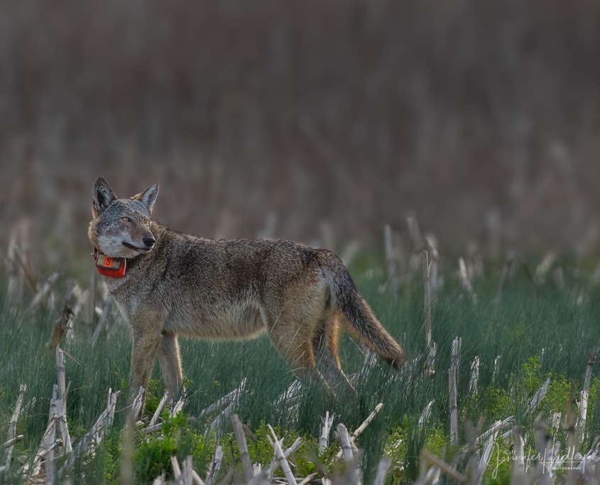 Recovery Rebound - Collared red wolf in field