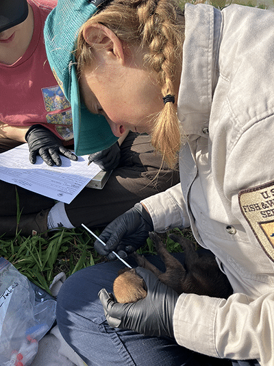 Recovery Rebound USFWS Bio Tech Laurel Reisman gets a check swab DNA