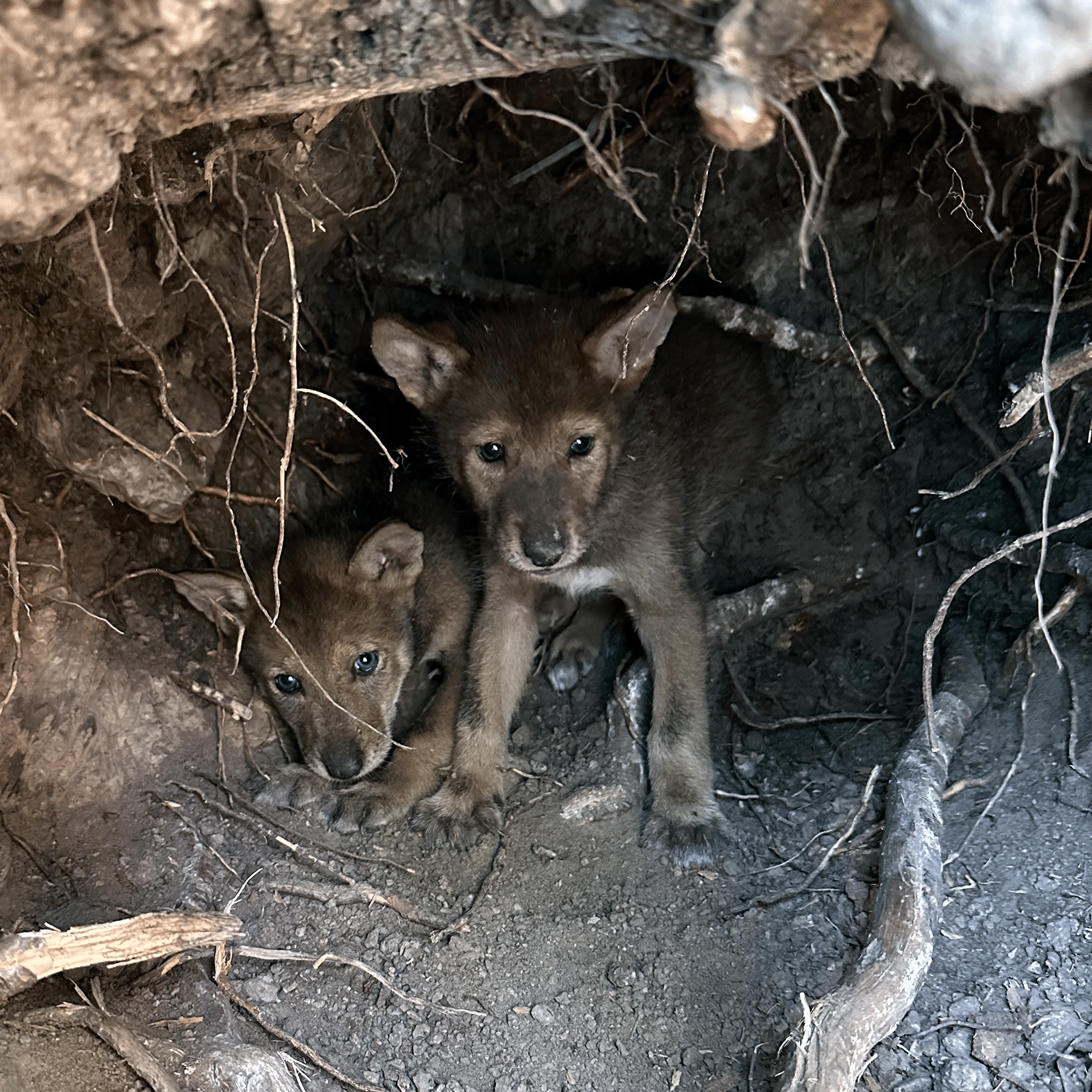 Recovery Rebound - Red wolf pups in den