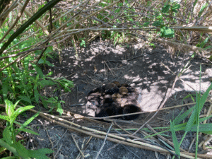 Recovery Rebound - a pile of red wolf pups in a shallow dirt clearing in the brush