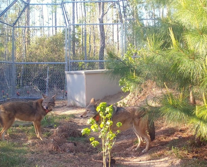 Recovery Rebound A pair of red wolves in an acclimation enclosure on Alligator River National Wildlife Refuge in April 2025 prior to release in late May.