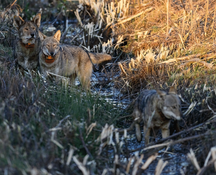 Recovery Rebound Breeding pair of collared red wolves in a ditch