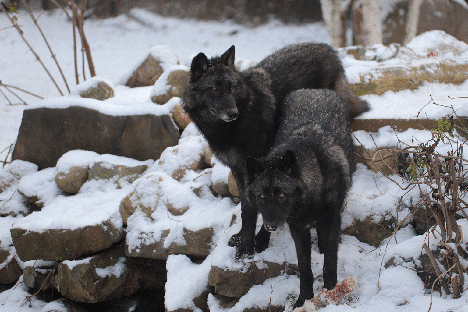 WCS_11-9-25_RW-CD-ep_landscape Donate - Rowan and Cedar, ambassador wolves at the International Wolf Center