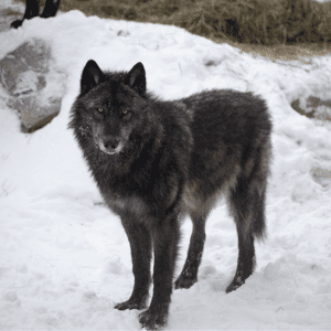 Fact of Scat - weight