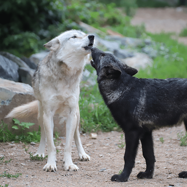 WCS_8-7-25_RK-RW-duet-howl_landscape | International Wolf Center