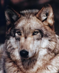 11_Lakota (1993-2008)_SherryJokinen