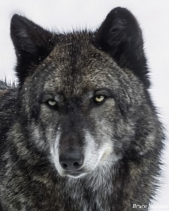 12_MacKenzie (1993-2008)_BruceJohnson