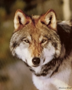 16_Ballazar (1989-2001)_MissionWolf