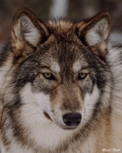 17_Kiana (1993-1998)_MontySloan