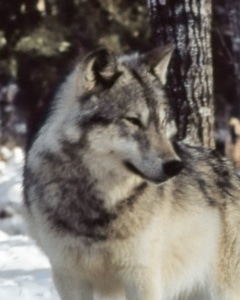 18_Bausha (1989-1993)_WCS