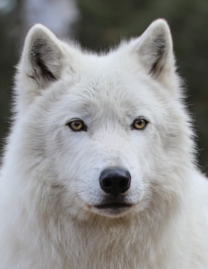 1_Grayson (2016-2026)_WCS