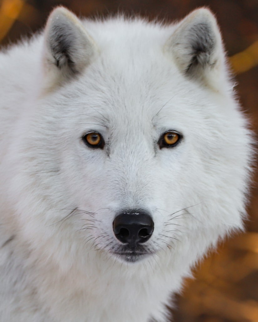 2_Axel (2016-2024)_WCS