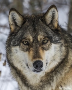 5_Boltz (2012-2020)_KellyGodfrey