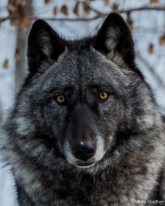 6_Luna (2012-2019)_KellyGodfrey