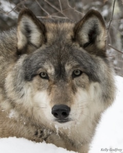 7_Aidan (2008-2019)_KellyGodfrey