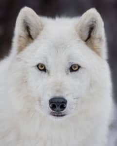 8_Shadow (2000-2014)_WCS