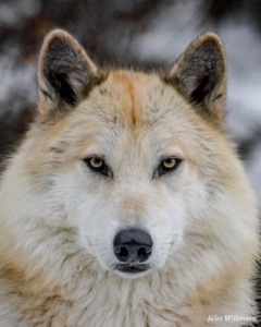 Blackstone_JulesWilkinson