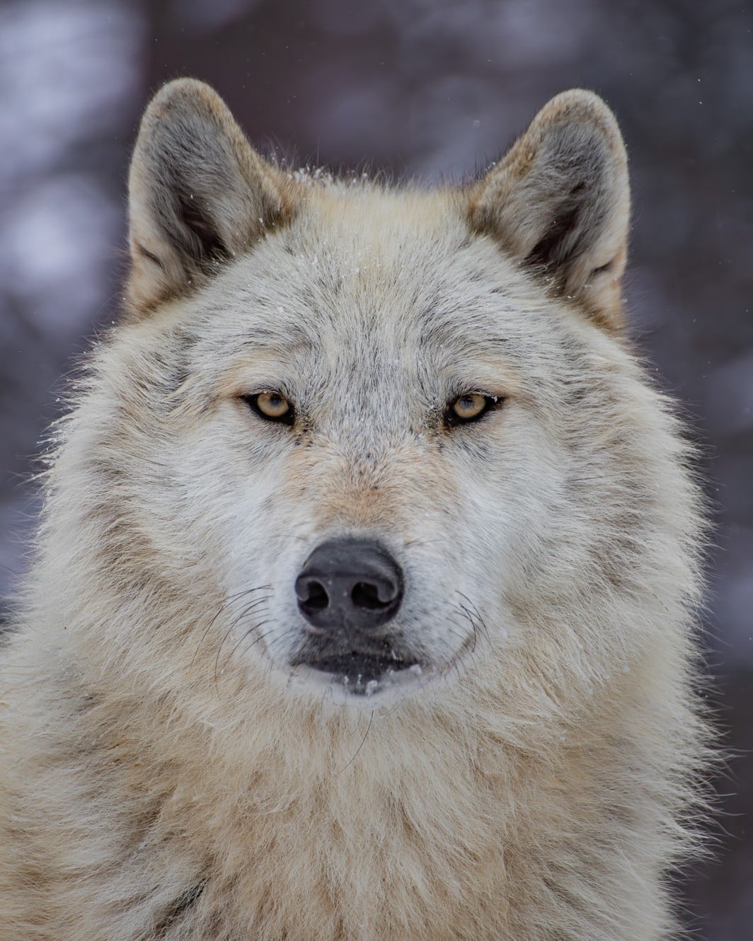 Caz Wolf Guardian Sponsorship Caz Wolf Guardian Sponsorship