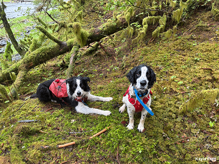 Barley (left) and Iitooma worked together to locate a scat on Sukkwan Island.