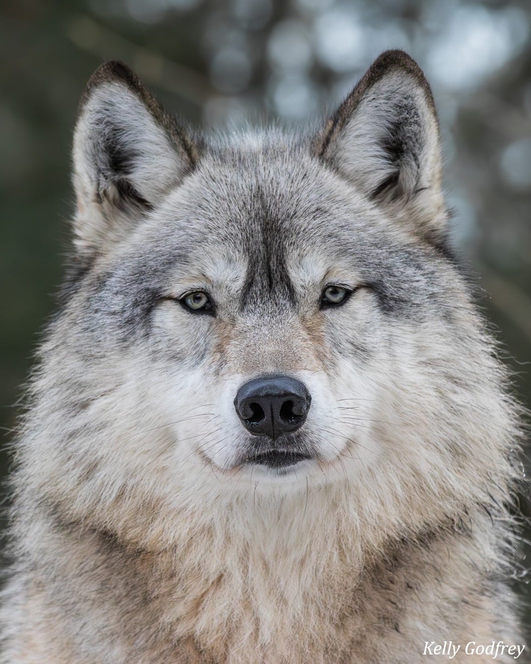 Rieka Wolf Guardian Sponsorship