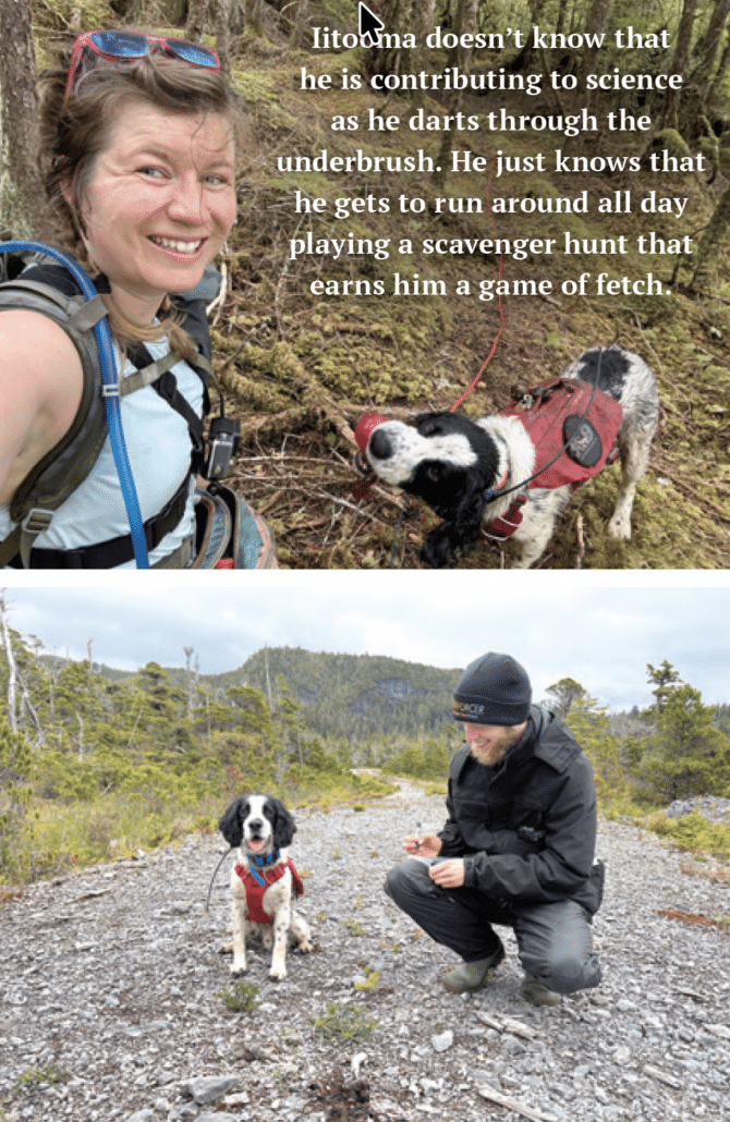Top: Kayla rewards Iitooma for a find duringa search on Goat Island. Bottom: Volunteer Robyn Strong takes data on a scat Iitooma found on Heceta Island.