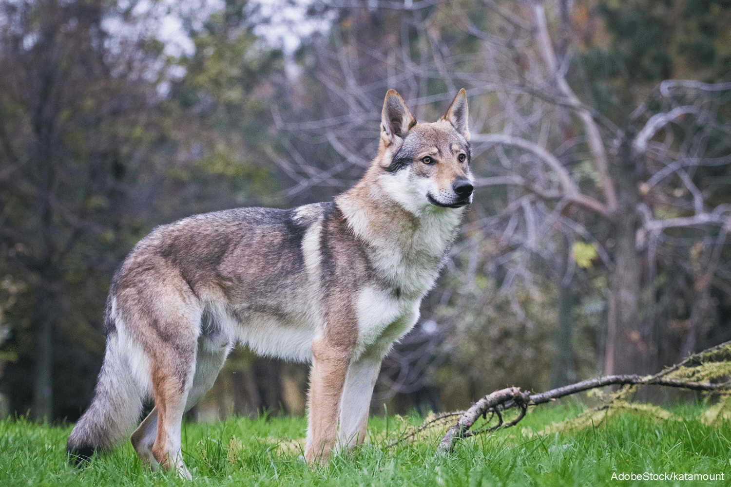 Wolf-dog hybridization – is it common? Is it harmful? | International ...
