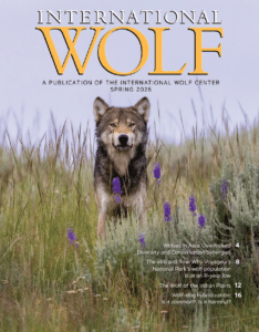 Spring cover of International Wolf magazine. Photo of a gray wolf in Yellowstone Park.