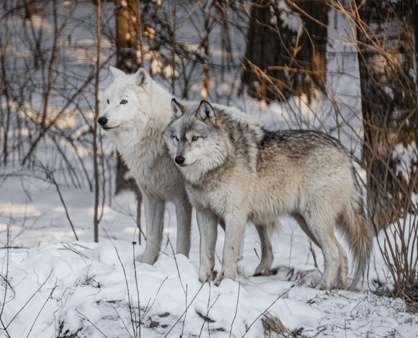 International Wolf Center