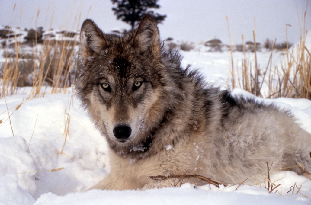 A gray wolf lays in the snow