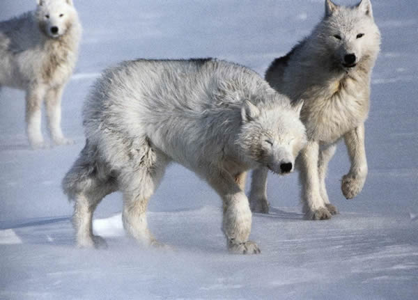 Greenland | International Wolf Center